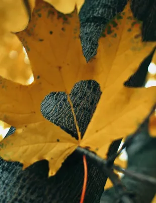 watermarked detail heart frame 03