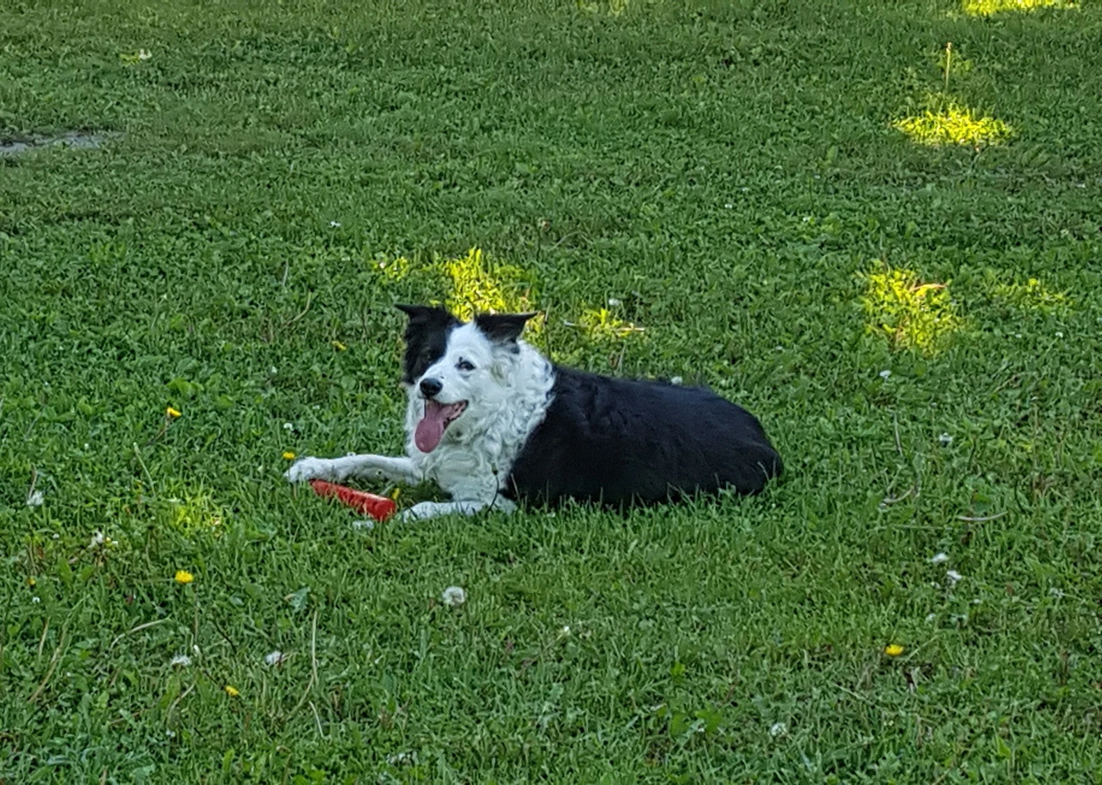 Annie - Border Collie with her stick