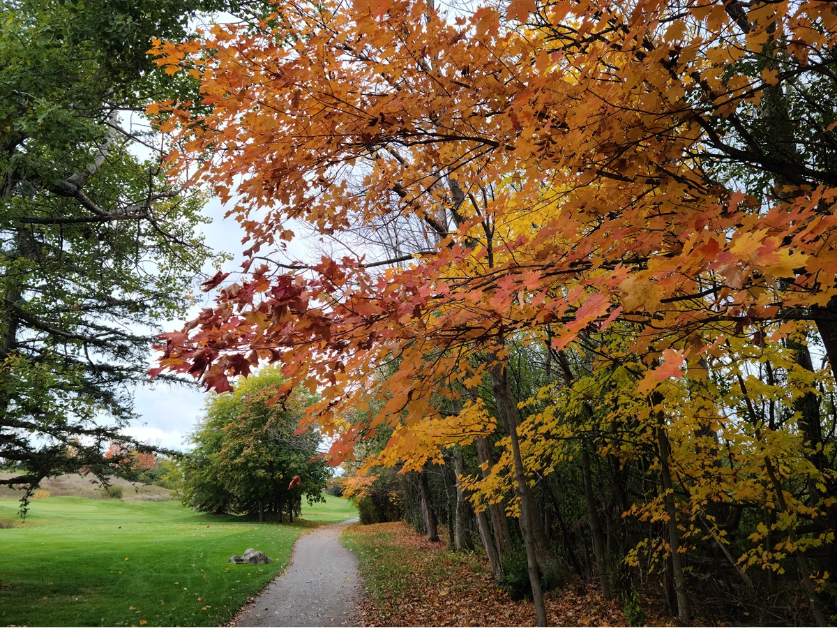 fall colours along a cart path