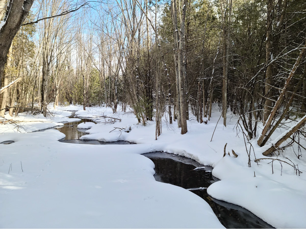 snowy stream in forest